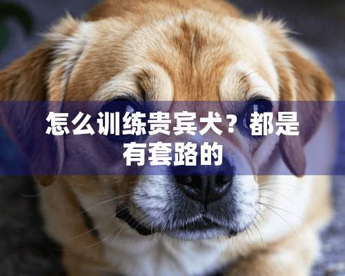 怎么训练贵宾犬？都是有套路的