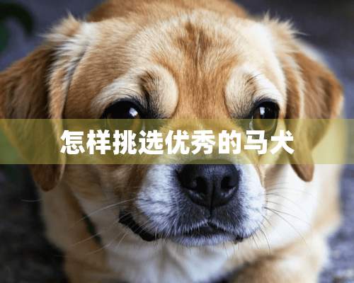 怎样挑选优秀的马犬