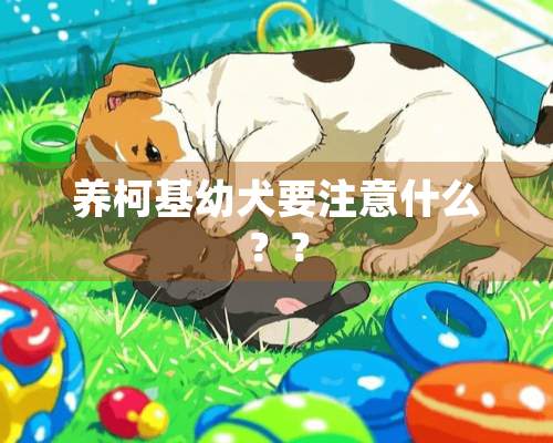 养柯基幼犬要注意什么？？