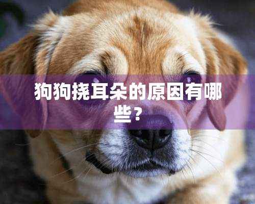 狗狗挠耳朵的原因有哪些？