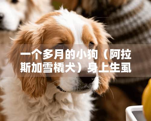 一个多月的小狗（阿拉斯加雪橇犬）身上生虱子了，怎么办？