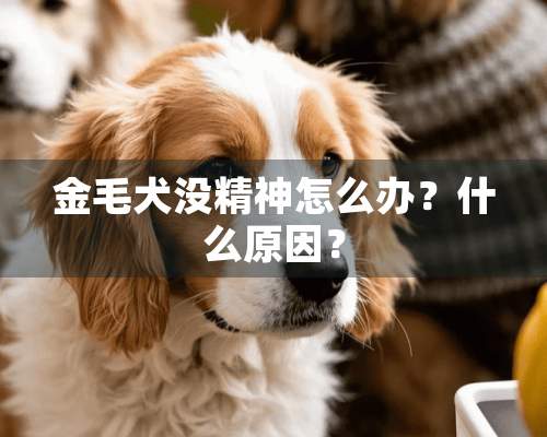 金毛犬没精神怎么办？什么原因？