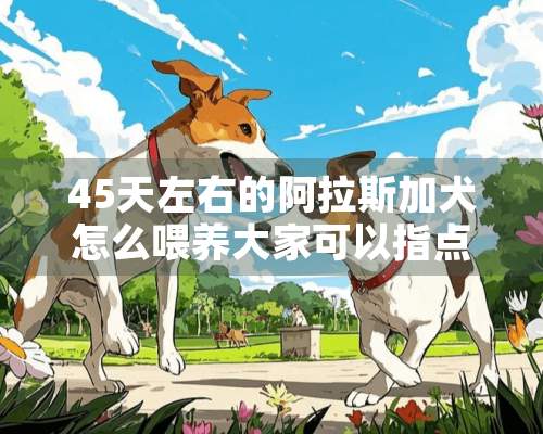 45天左右的阿拉斯加犬怎么喂养大家可以指点一下吗