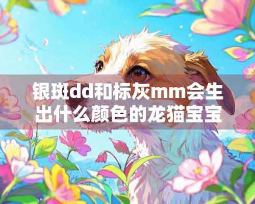 银斑dd和标灰mm会生出什么颜色的龙猫宝宝