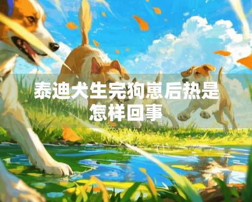 泰迪犬生完狗崽后热是怎样回事