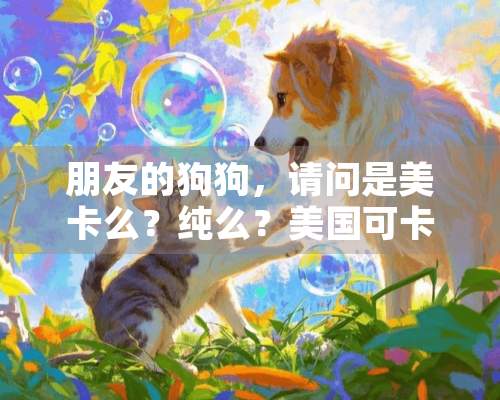 朋友的狗狗，请问是美卡么？纯么？美国可卡