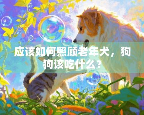 应该如何照顾老年犬，狗狗该吃什么？