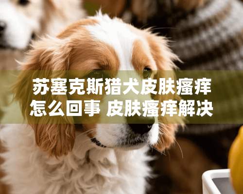 苏塞克斯猎犬皮肤瘙痒怎么回事 皮肤瘙痒解决办法