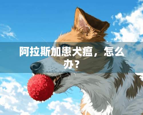 阿拉斯加患犬瘟，怎么办？