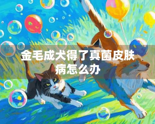 金毛成犬得了真菌皮肤病怎么办