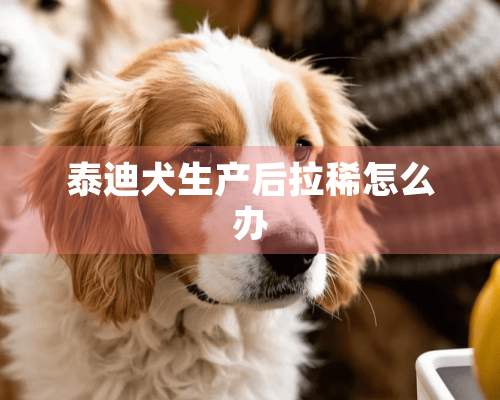 泰迪犬生产后拉稀怎么办