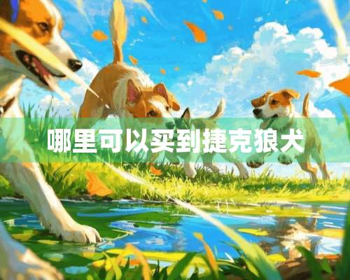 哪里可以买到捷克狼犬