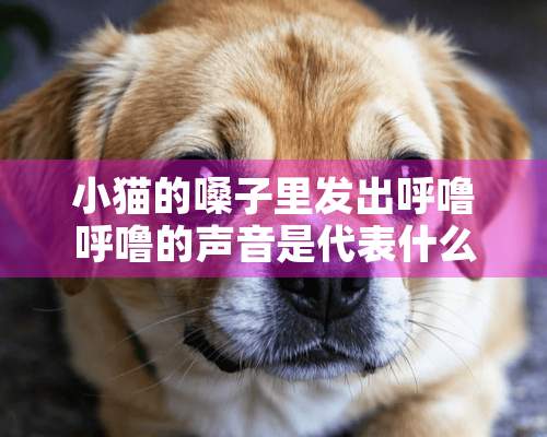 小猫的嗓子里发出呼噜呼噜的声音是代表什么意思啊？？？