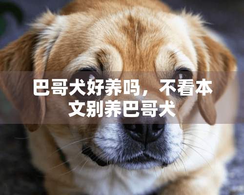 巴哥犬好养吗，不看本文别养巴哥犬