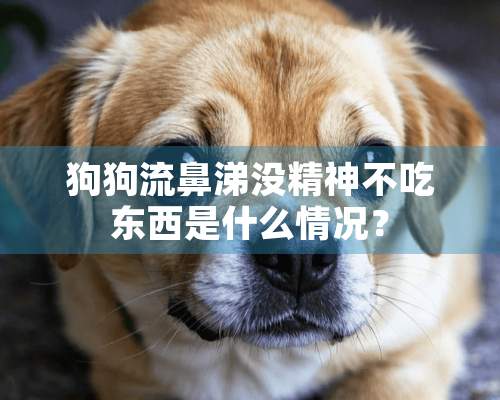 狗狗流鼻涕没精神不吃东西是什么情况？