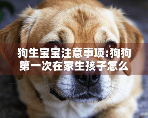 狗生宝宝注意事项:狗狗第一次在家生孩子怎么办