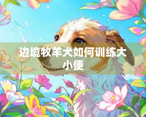 边境牧羊犬如何训练大小便