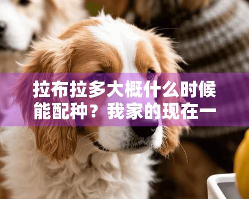 拉布拉多大概什么时候能配种？我家的现在一岁零四个月了 可以配么？是母的