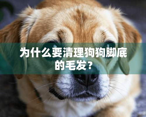 为什么要清理狗狗脚底的毛发？