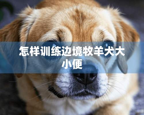 怎样训练边境牧羊犬大小便