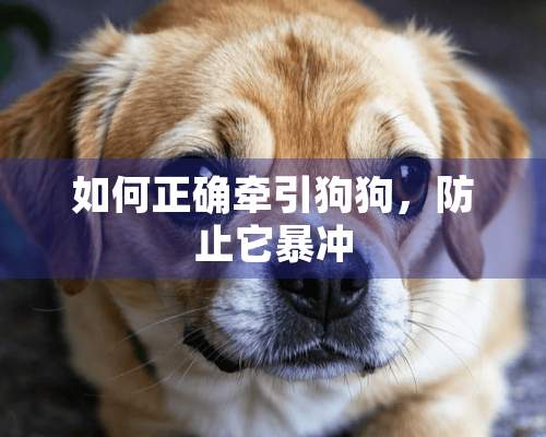 如何正确牵引狗狗，防止它暴冲