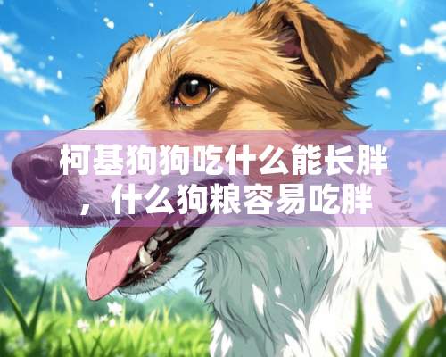 柯基狗狗吃什么能长胖，什么狗粮容易吃胖