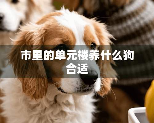 市里的单元楼养什么狗合适