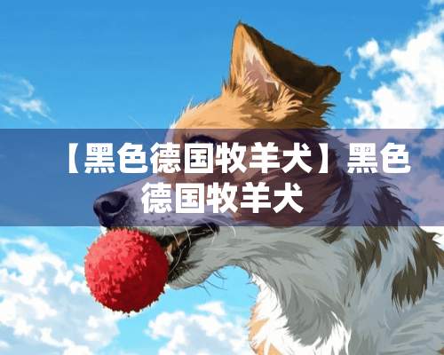 【黑色德国牧羊犬】黑色德国牧羊犬