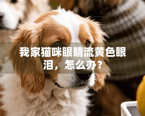 我家猫咪眼睛流**眼泪，怎么办？