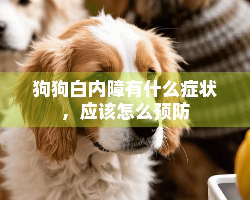 狗狗白内障有什么症状，应该怎么预防