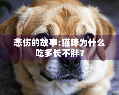 悲伤的故事:猫咪为什么吃多长不胖？