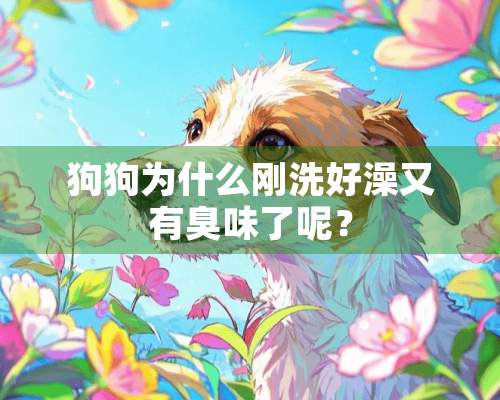 狗狗为什么刚洗好澡又有臭味了呢？