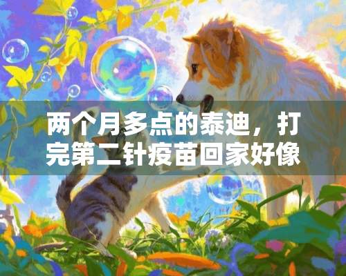 两个月多点的泰迪，打完第二针**回家好像没精神，是怎么回事？