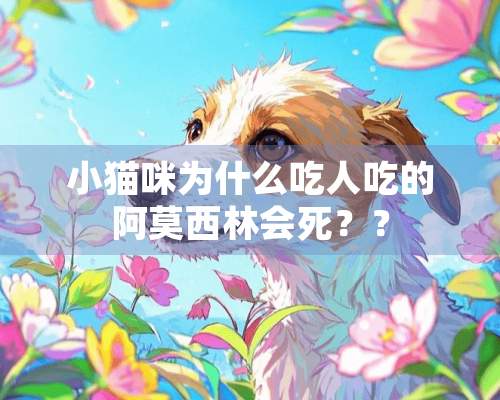 小猫咪为什么吃人吃的阿莫西林会死？？