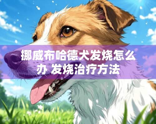 挪威布哈德犬发烧怎么办 发烧治疗方法