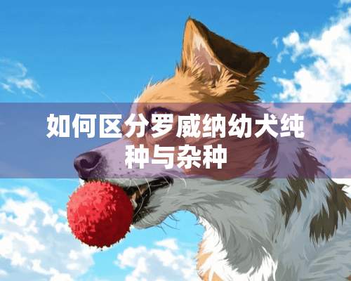 如何区分罗威纳幼犬纯种与**