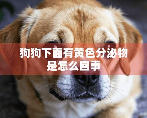 狗狗下面有黄色分泌物是怎么回事