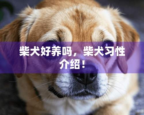 柴犬好养吗，柴犬习性介绍！