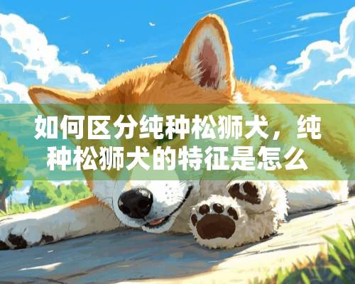 如何区分纯种松狮犬，纯种松狮犬的特征是怎么样的？