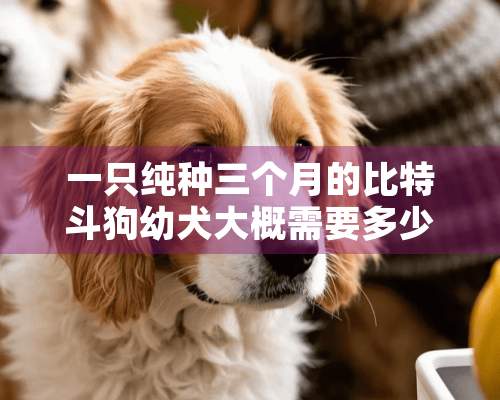 一只纯种三个月的比特斗狗幼犬大概需要多少钱