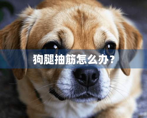 狗腿抽筋怎么办？