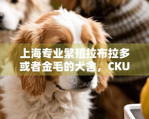 上海专业繁殖拉布拉多或者金毛的犬舍，CKU注册！