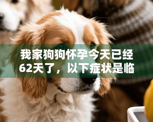 我家狗狗怀孕今天已经62天了，以下症状是临产的迹象吗？