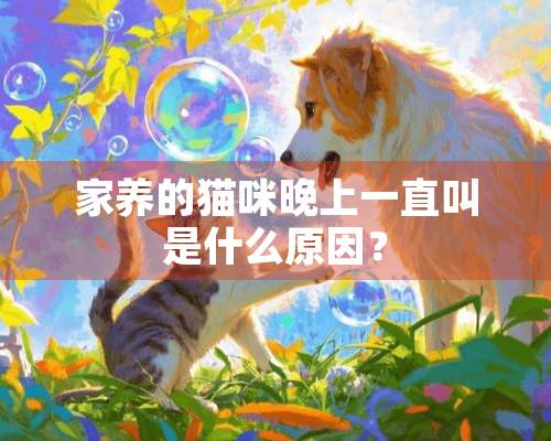 家养的猫咪晚上一直叫是什么原因？