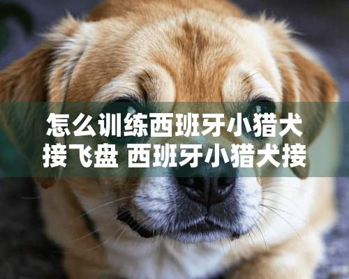 怎么训练西班牙小猎犬接飞盘 西班牙小猎犬接飞盘训练