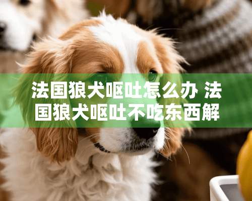 法国狼犬呕吐怎么办 法国狼犬呕吐不吃东西解决办法