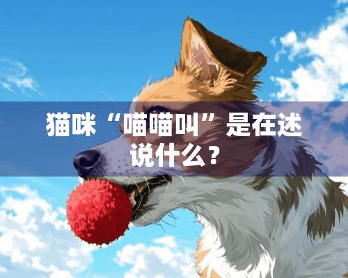 猫咪“喵喵叫”是在述说什么？