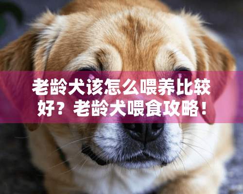 老龄犬该怎么喂养比较好？老龄犬喂食攻略！