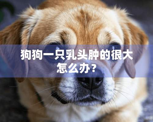 狗狗一只乳头肿的很大怎么办？