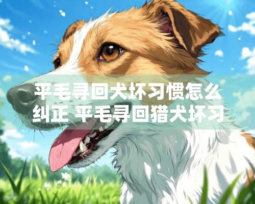 平毛寻回犬坏习惯怎么纠正 平毛寻回猎犬坏习惯纠正技巧